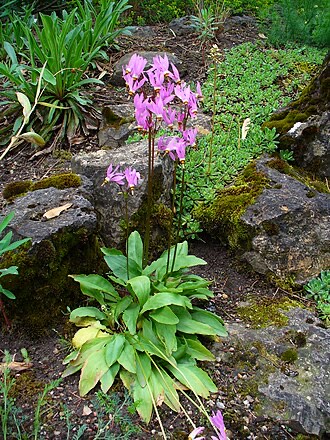 Eastern Shooting Star (Primula meadia)