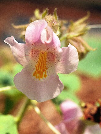 Devil's Claw (Proboscidea louisianica)
