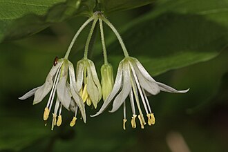 Hooker's Fairybells (Prosartes hookeri)