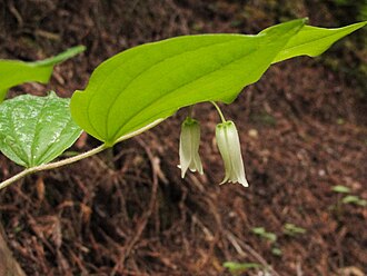 Smith's Fairybells (Prosartes smithii)
