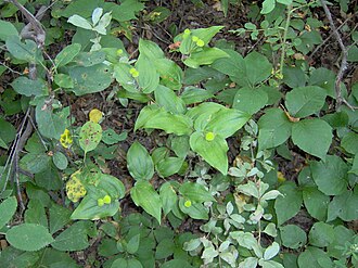 Fairybells (Prosartes trachycarpa)
