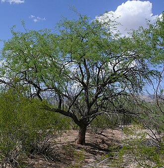 Velvet Mesquite (Prosopis velutina)