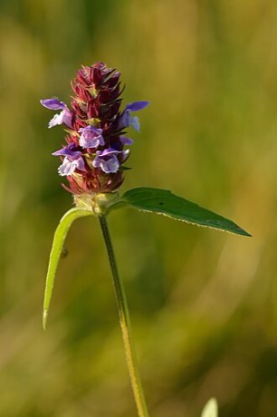 Selfheal (Prunella vulgaris)
