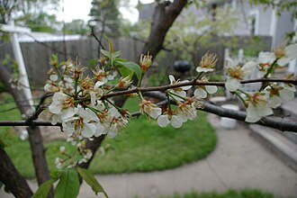 American Plum (Prunus americana)