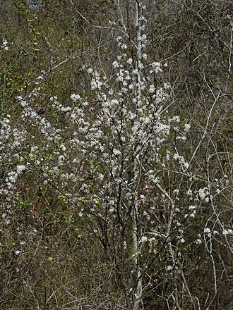 Chickasaw Plum (Prunus angustifolia)