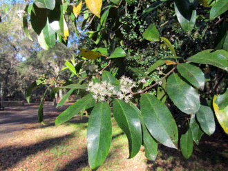 Carolina Laurelcherry (Prunus caroliniana)