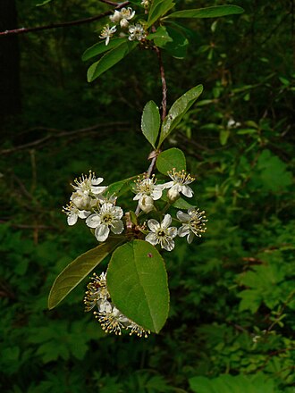 Bitter Cherry (Prunus emarginata)