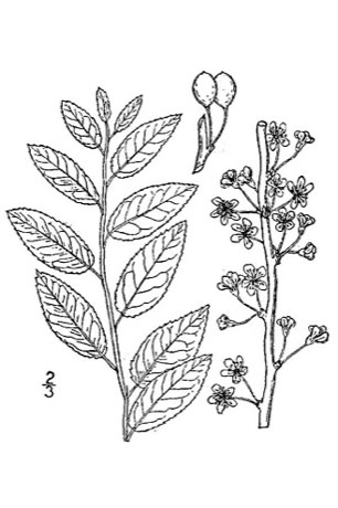 Oklahoma Plum (Prunus gracilis)