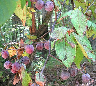 Mexican Plum (Prunus mexicana)
