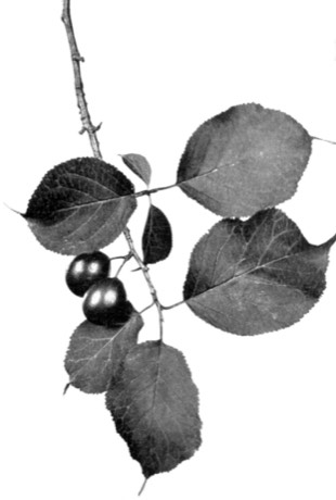 Canada Plum (Prunus nigra)