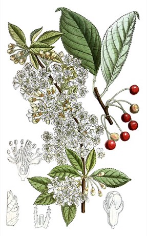 Pin Cherry (Prunus pensylvanica)