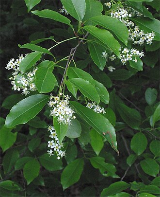 Black Cherry (Prunus serotina)