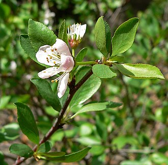 Klamath Plum (Prunus subcordata)