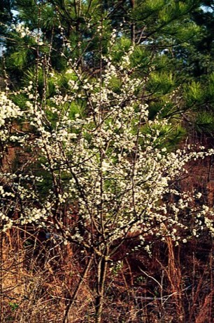 Flatwoods Plum (Prunus umbellata)