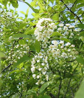 Chokecherry (Prunus virginiana)