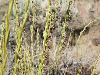Bluebunch Wheatgrass (Pseudoroegneria spicata)