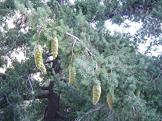 Bigcone Douglas-fir (Pseudotsuga macrocarpa)