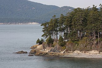Douglas Fir (Pseudotsuga menziesii)
