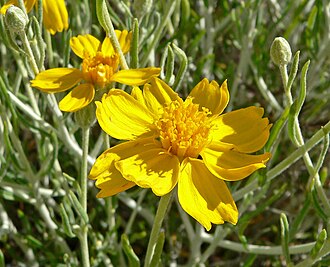 Paperflower (Psilostrophe cooperi)