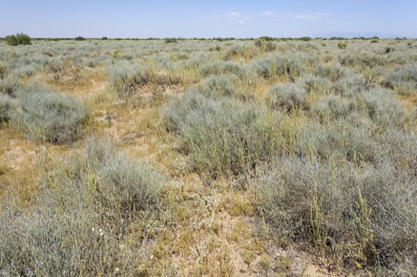 Broom Dalea (Psorothamnus scoparius)