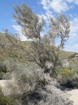 Smoke Tree (Psorothamnus spinosus)