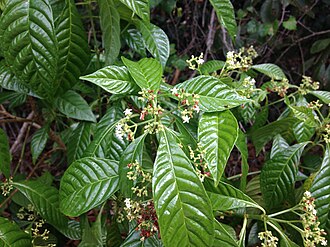 Wild Coffee (Psychotria nervosa)
