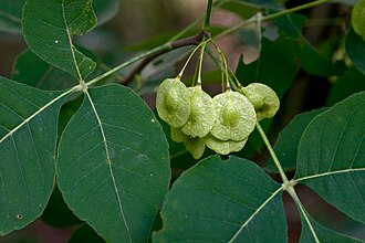 Common Hoptree (Ptelea trifoliata)