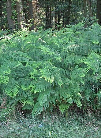 Bracken Fern (Pteridium aquilinum)