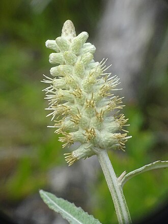 Blackroot (Pterocaulon pycnostachyum)