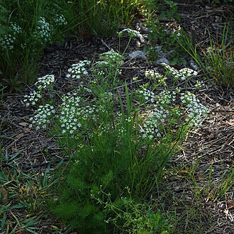 Mock Bishopweed (Ptilimnium capillaceum)