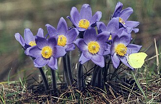 Pasque Flower (Pulsatilla patens)