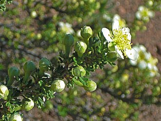 Mexican Cliffrose (Purshia mexicana)