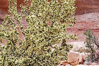 Stansbury Cliffrose (Purshia stansburiana)