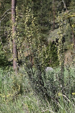 Antelope Bitterbrush (Purshia tridentata)