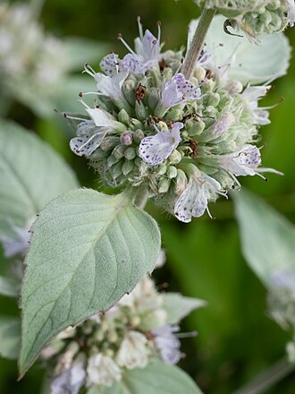 Hoary Mountain Mint (Pycnanthemum incanum)