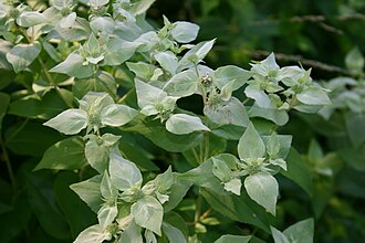 Short-toothed Mountain Mint (Pycnanthemum muticum)