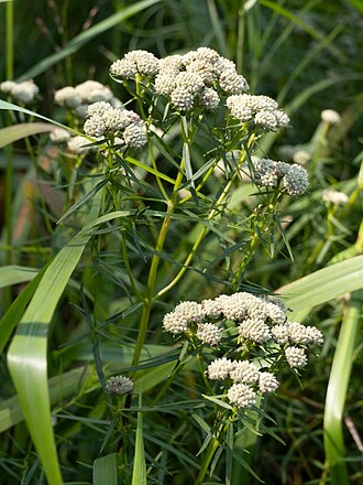 Slender Mountain Mint (Pycnanthemum tenuifolium)