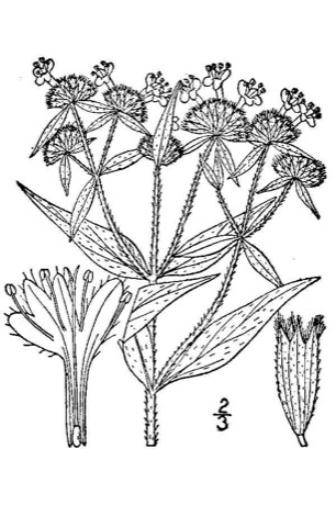 Whorled Mountain Mint (Pycnanthemum verticillatum)