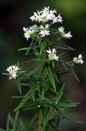 Virginia Mountain Mint (Pycnanthemum virginianum)