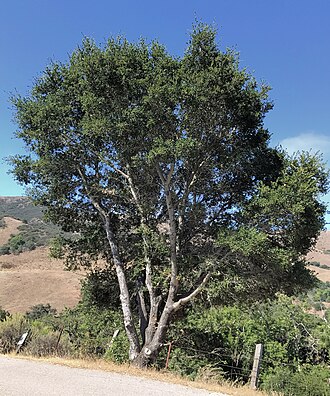 Coast Live Oak (Quercus agrifolia)