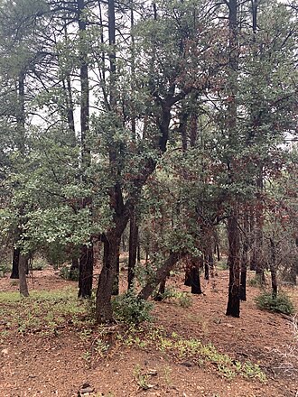 Arizona White Oak (Quercus arizonica)