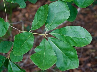 Arkansas Oak (Quercus arkansana)