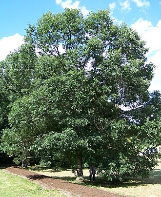 Swamp White Oak (Quercus bicolor)
