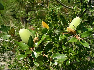 Canyon Live Oak (Quercus chrysolepis)
