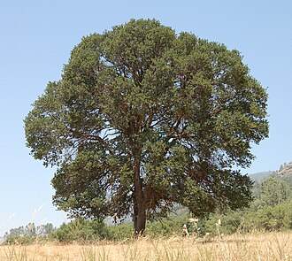 Blue Oak (Quercus douglasii)