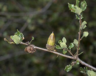 Coastal Sage Scrub Oak (Quercus dumosa)