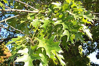 Northern Pin Oak (Quercus ellipsoidalis)