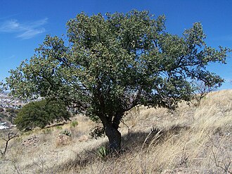 Emory Oak (Quercus emoryi)
