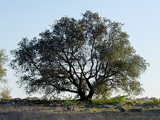 Engelmann Oak (Quercus engelmannii)