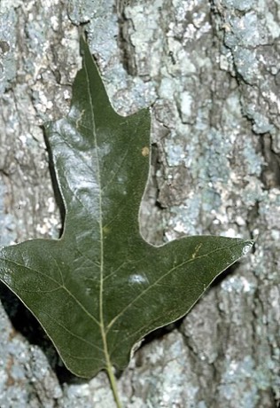 Southern Red Oak (Quercus falcata)